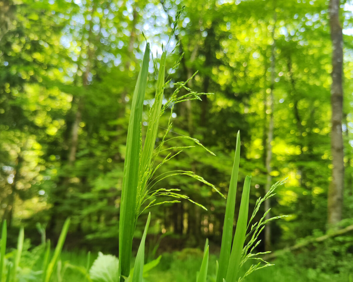Poa remota zugeschnitten