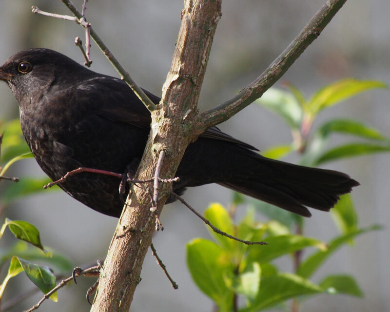Amsel sb