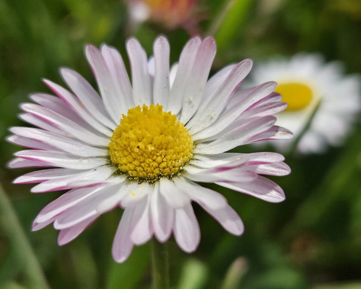 Gänseblümchen Wiese Blume egbr 12 04 2025 2