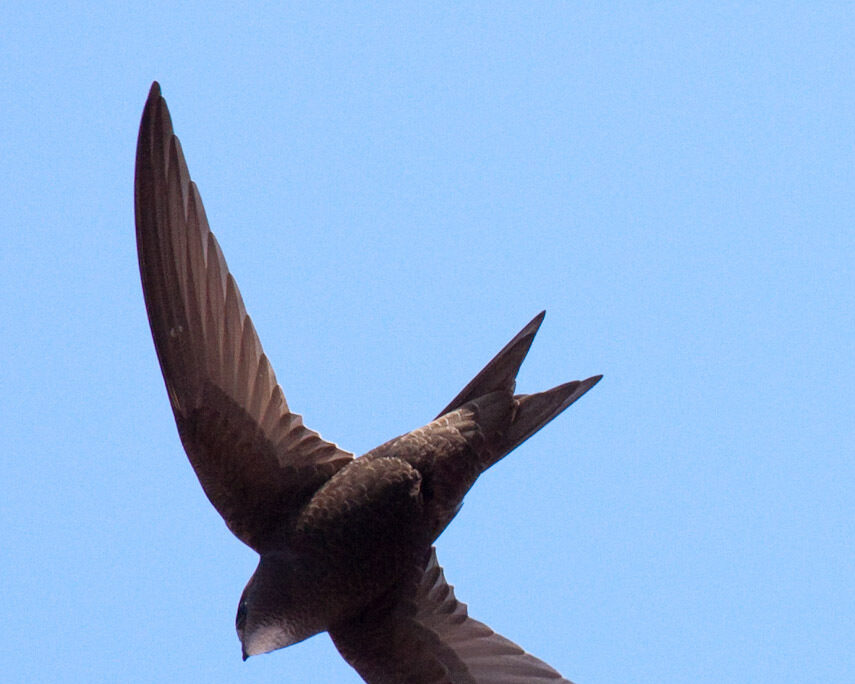 Mauersegler Apus apus Barcelona Spain 9