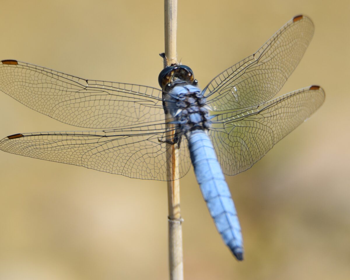 Südlicher Blaupfeil Orthetrum brunneum M Bild Rob van der Es