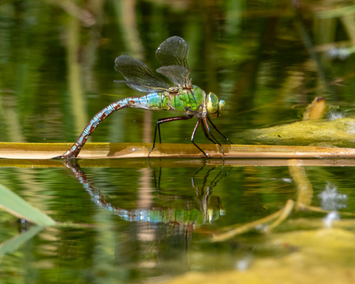 L0400 001 Grosse Koenigslibelle Anax imperator c Lorenz Heer SAI