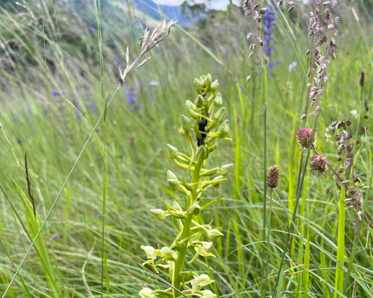 7 Grasländer Evelyne Sämi