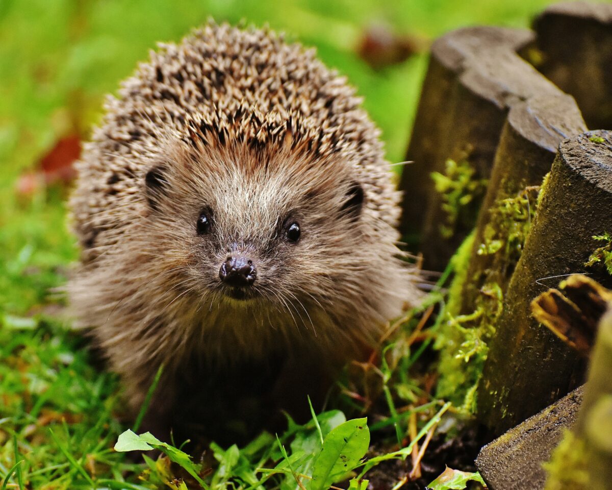 Igel unsplash
