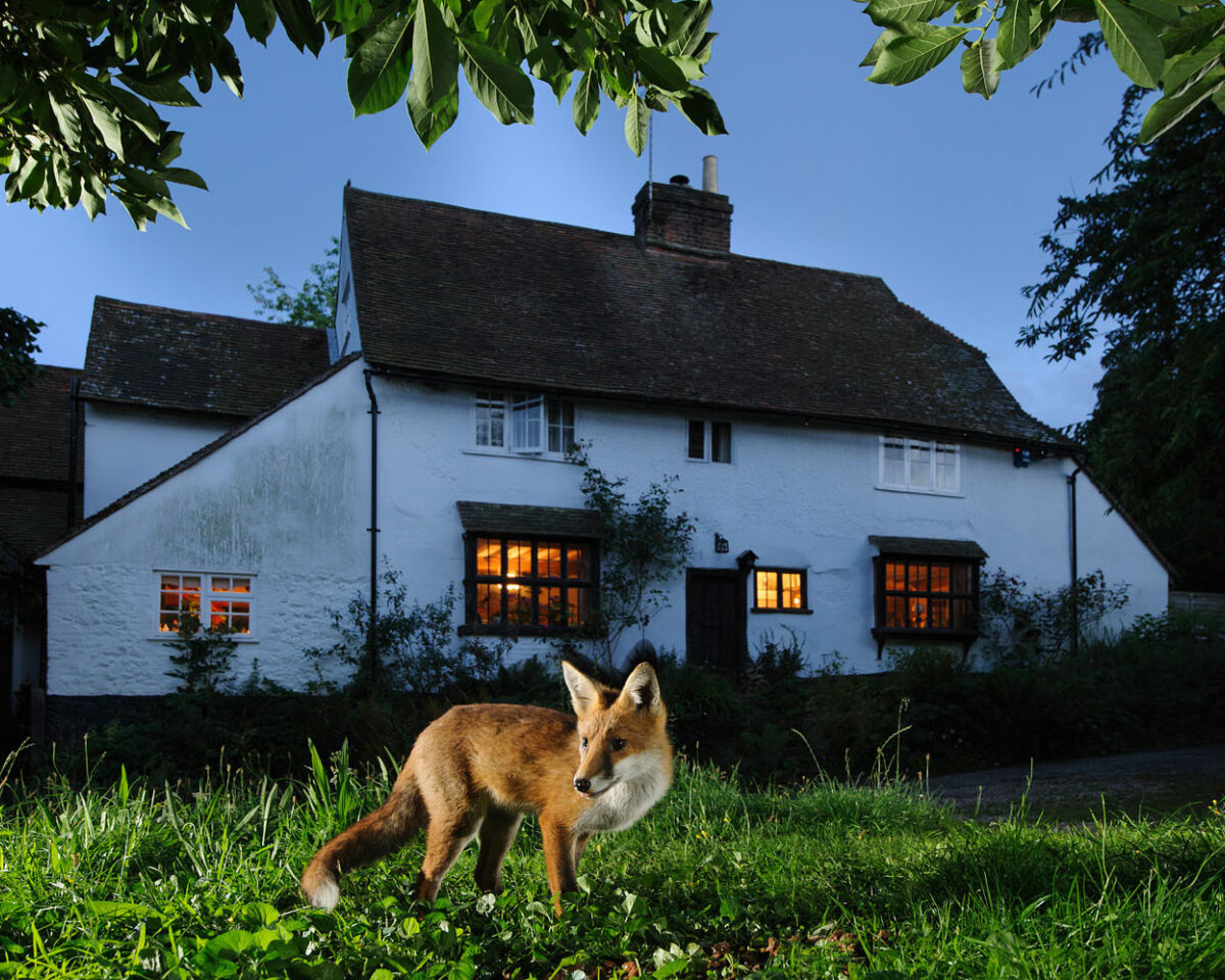 Q5 Garden Fox
