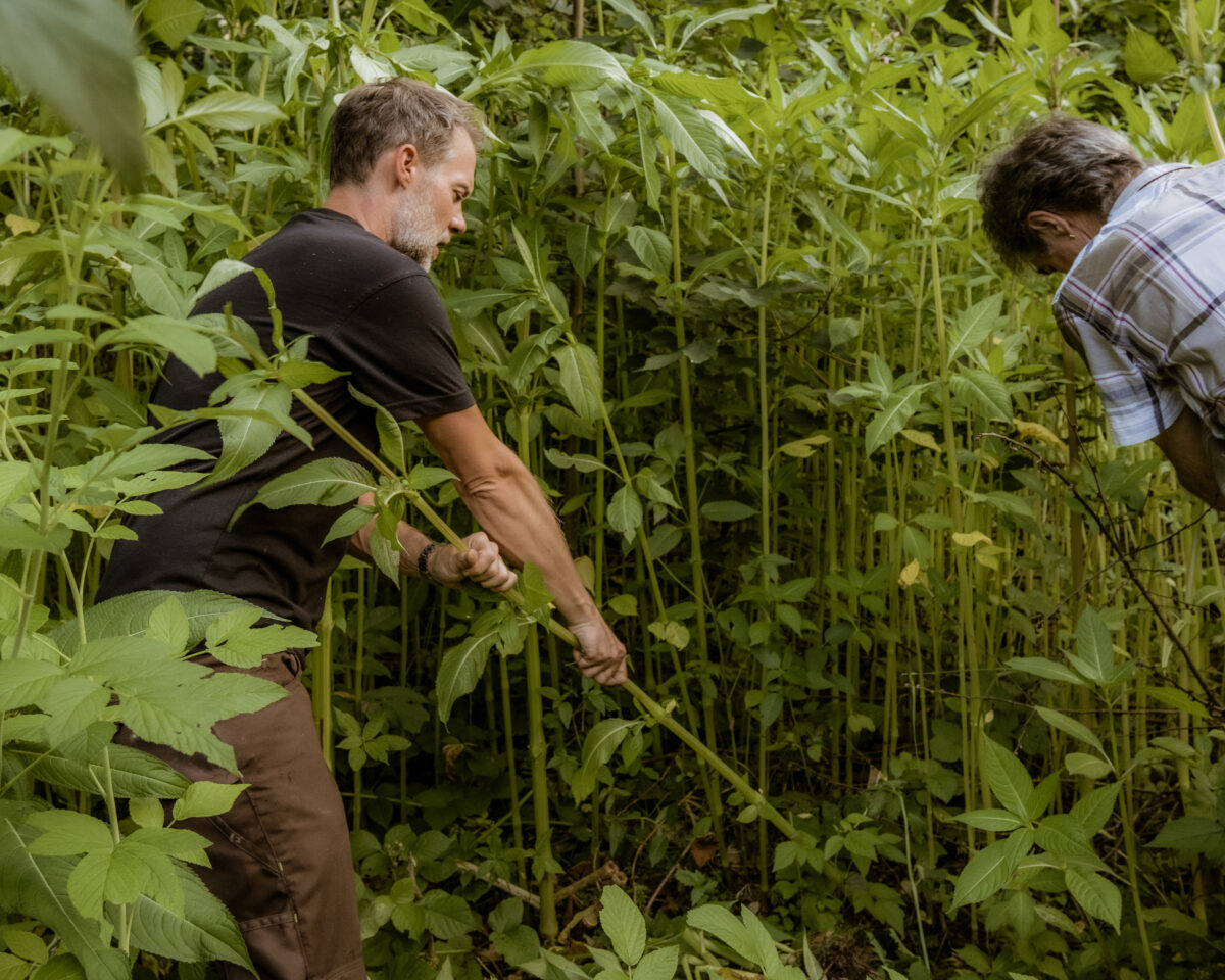 2023 Natureinsatz Neophytenc Naturpark Gantrisch Helene Wieland 6