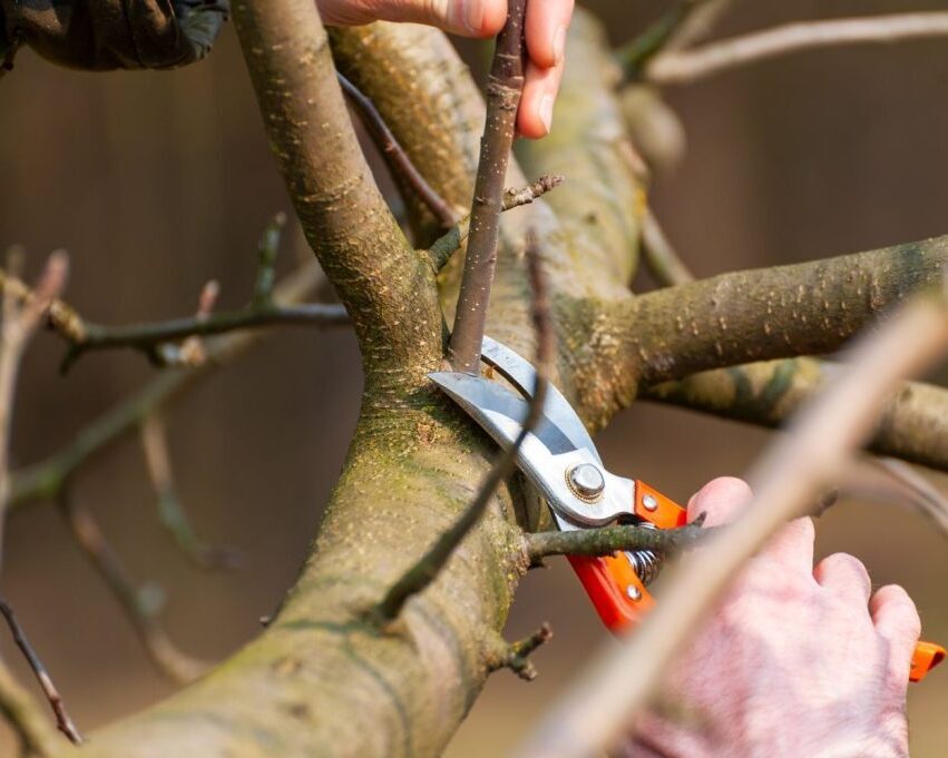 Apfelbaum schneiden 1024x681