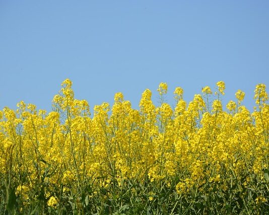 Jaclou dl rapeseed 3409908 640
