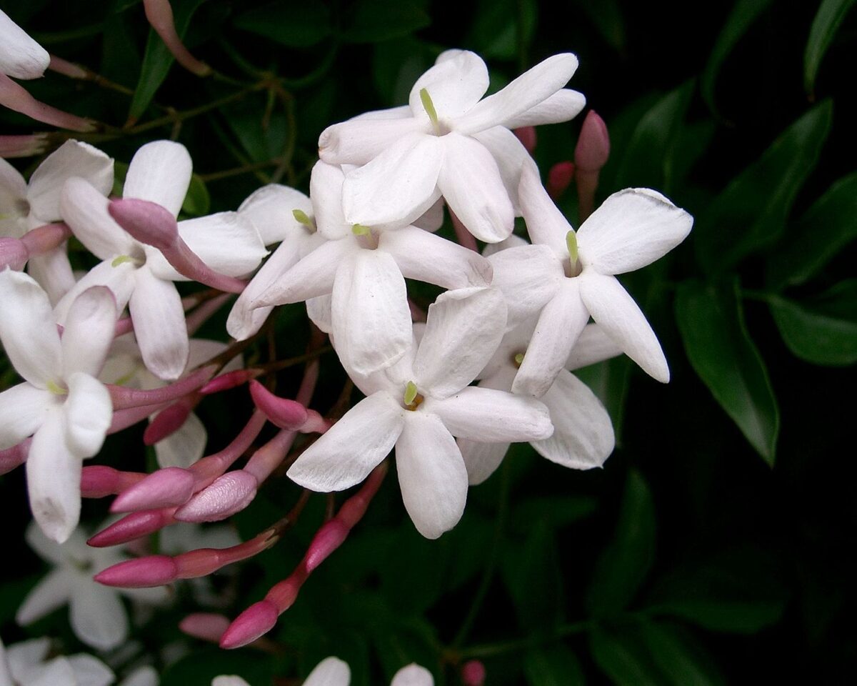 7 Naturparfumerie Claudio