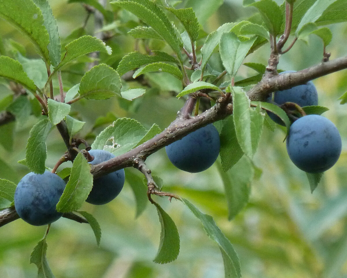 250904 Pflanzensafari Fruehherbst Prunus spin Claudia Huber