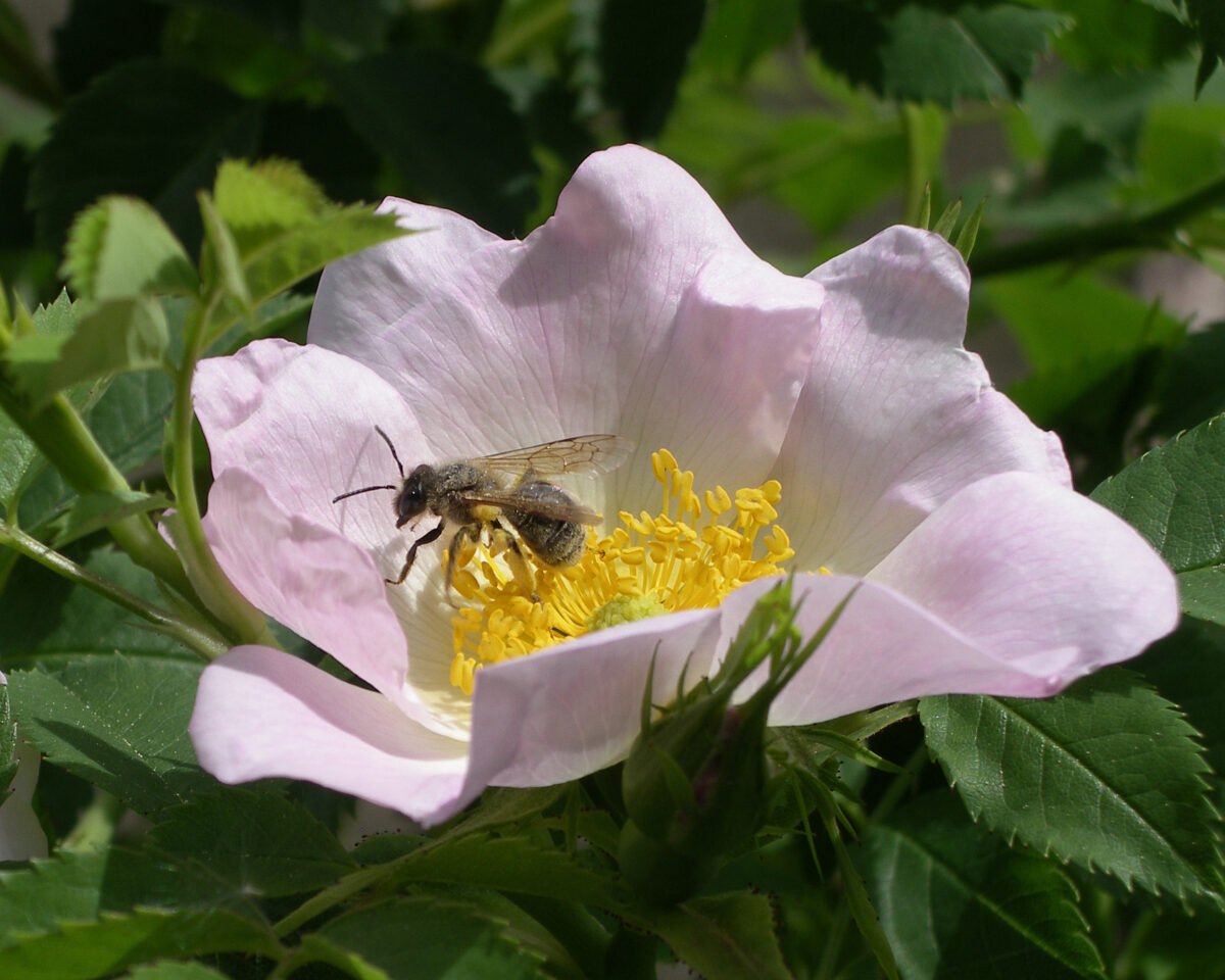 250605 Pflanzensafari Fruehsommer Rosa canina Claudia Huber