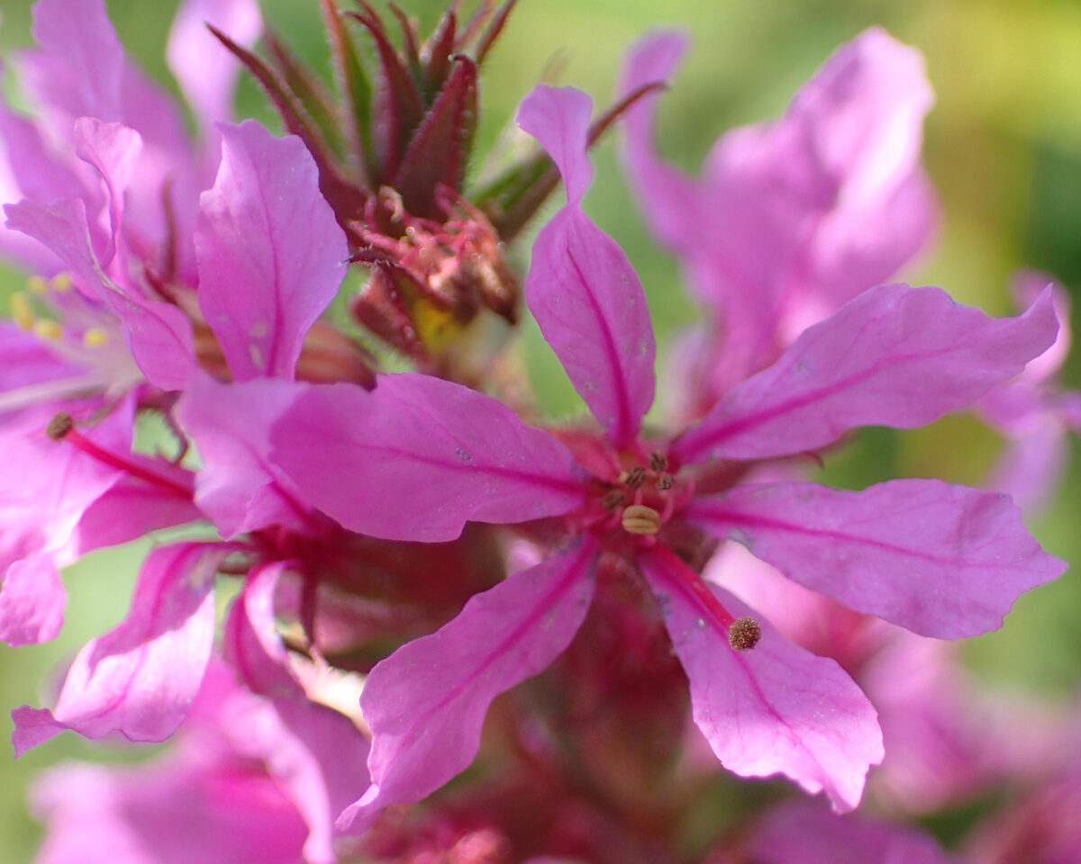250814 Pflanzensafari Spaetsommer Lythrum sal Claudia Huber
