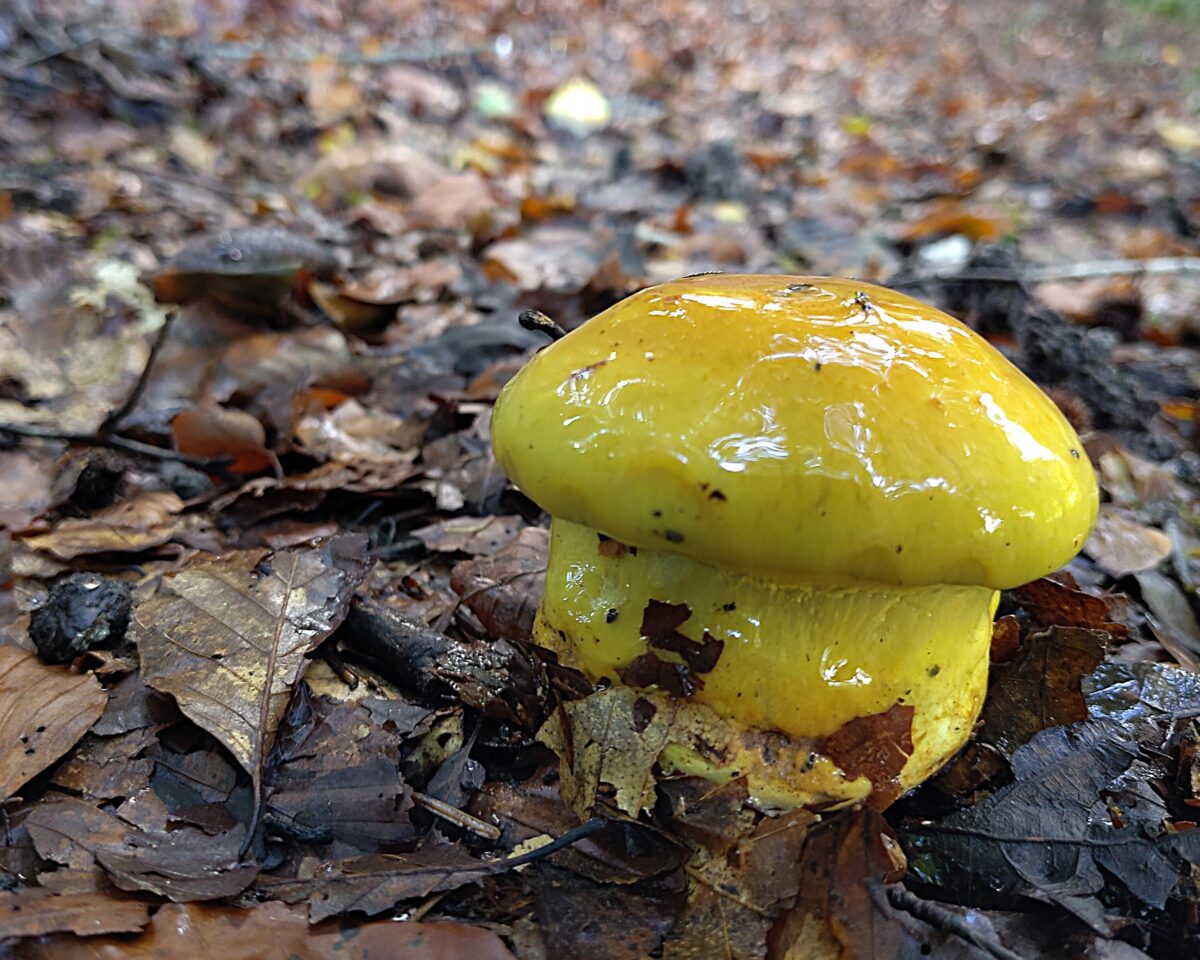 Cortinarius sp11