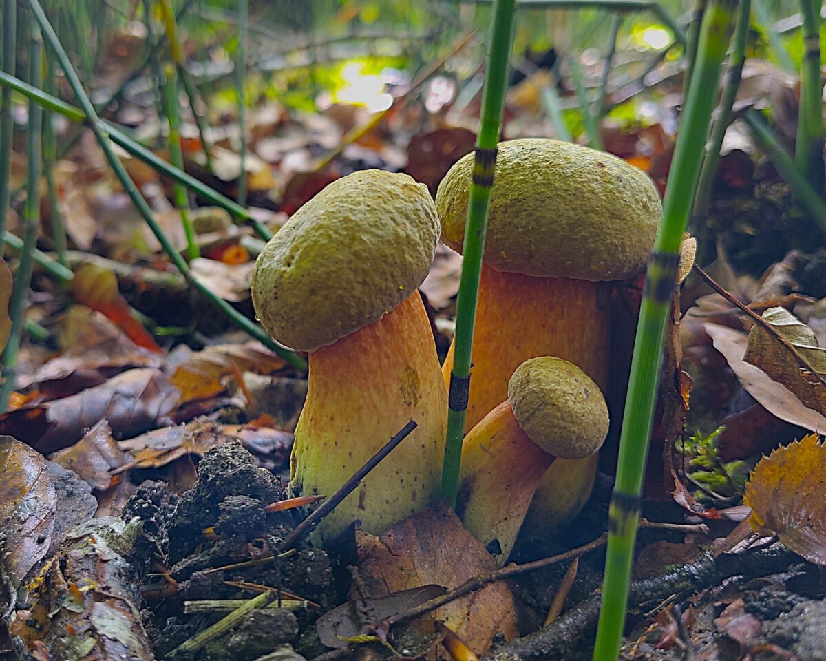 Netzstielige Hexenröhrlinge B