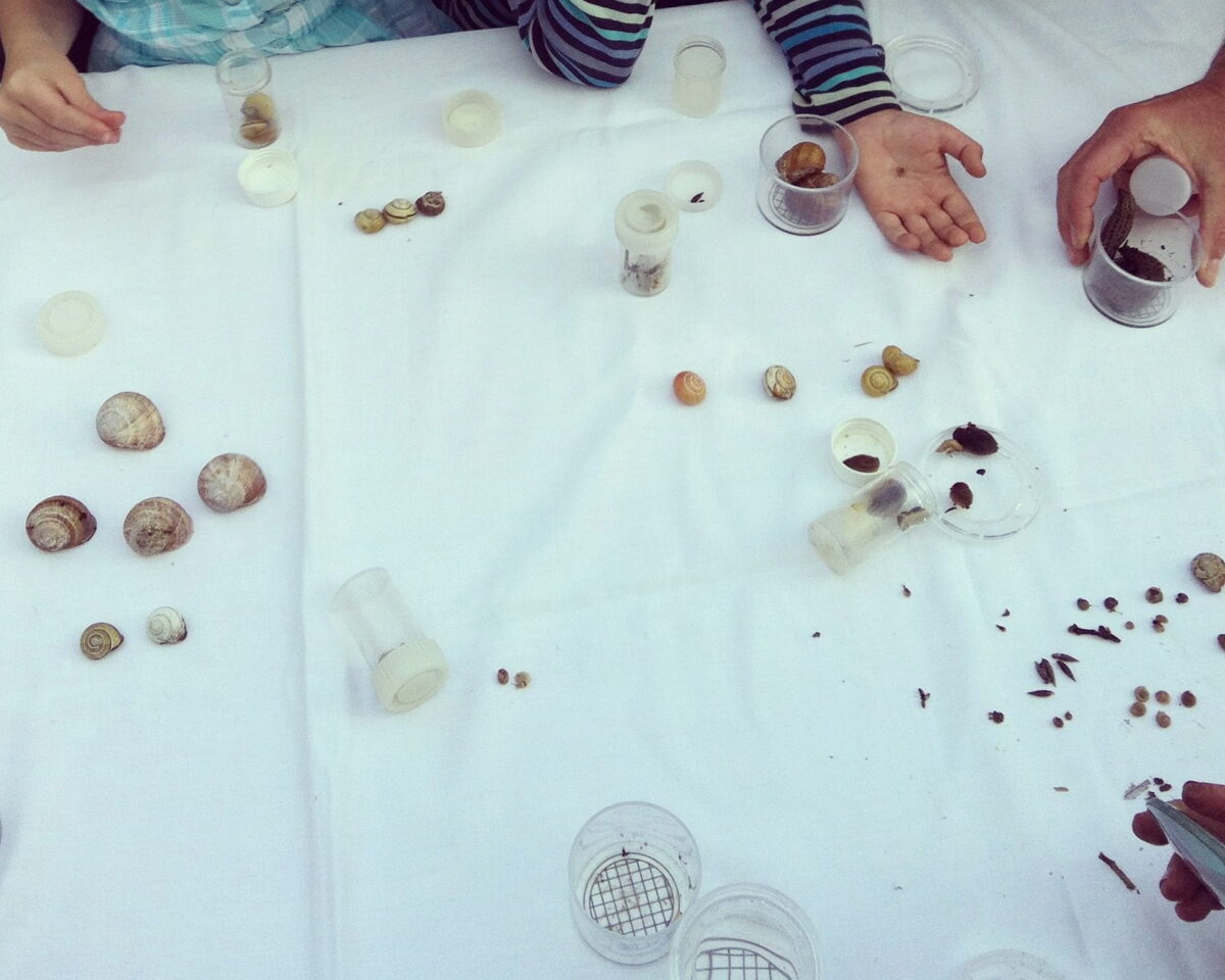 WW Schneckenvielfalt N In