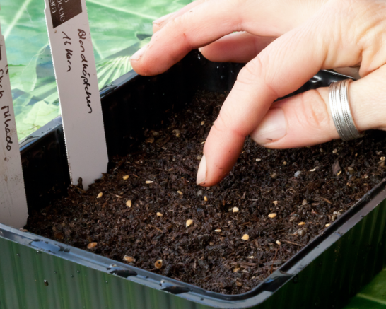 Csm Setzlingsanzucht a188d491e1