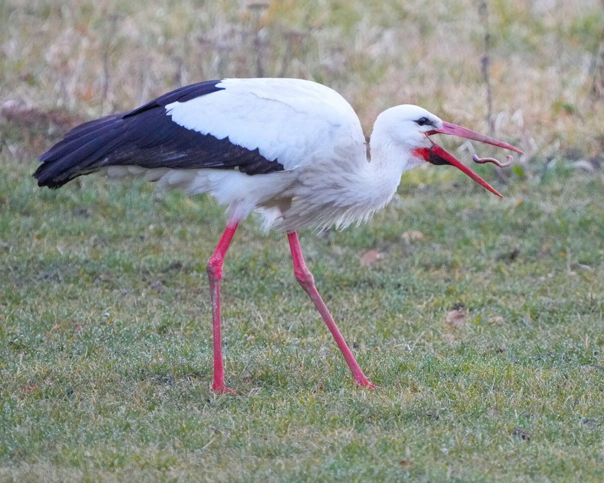 KD 05475 Storch von Nest3 frisst im Springgarten 1070mm
