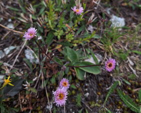 3 Fake News Scarlett Joseph 282 235px