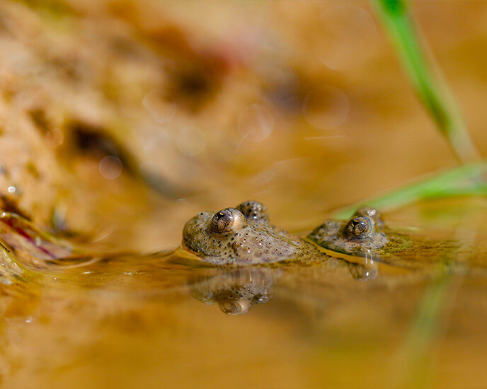 Exkursion Aarwangen Gelbbauchunke