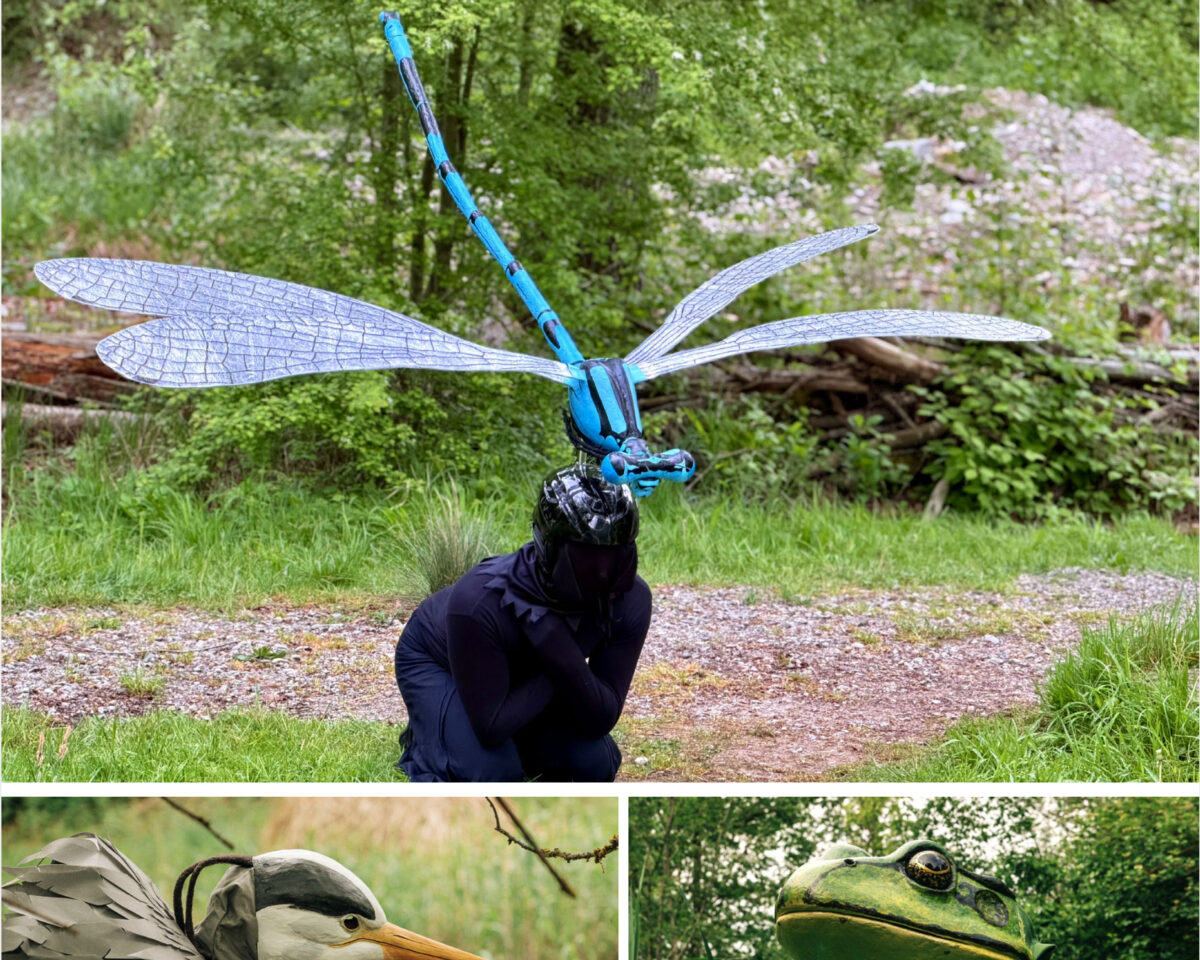 Azurjungfer Graureiher Wasserfrosch
