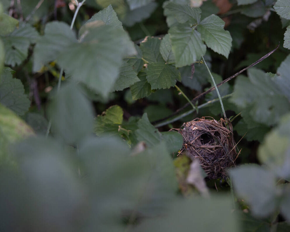 Nid muscardin antoine lavorel champpittet 20