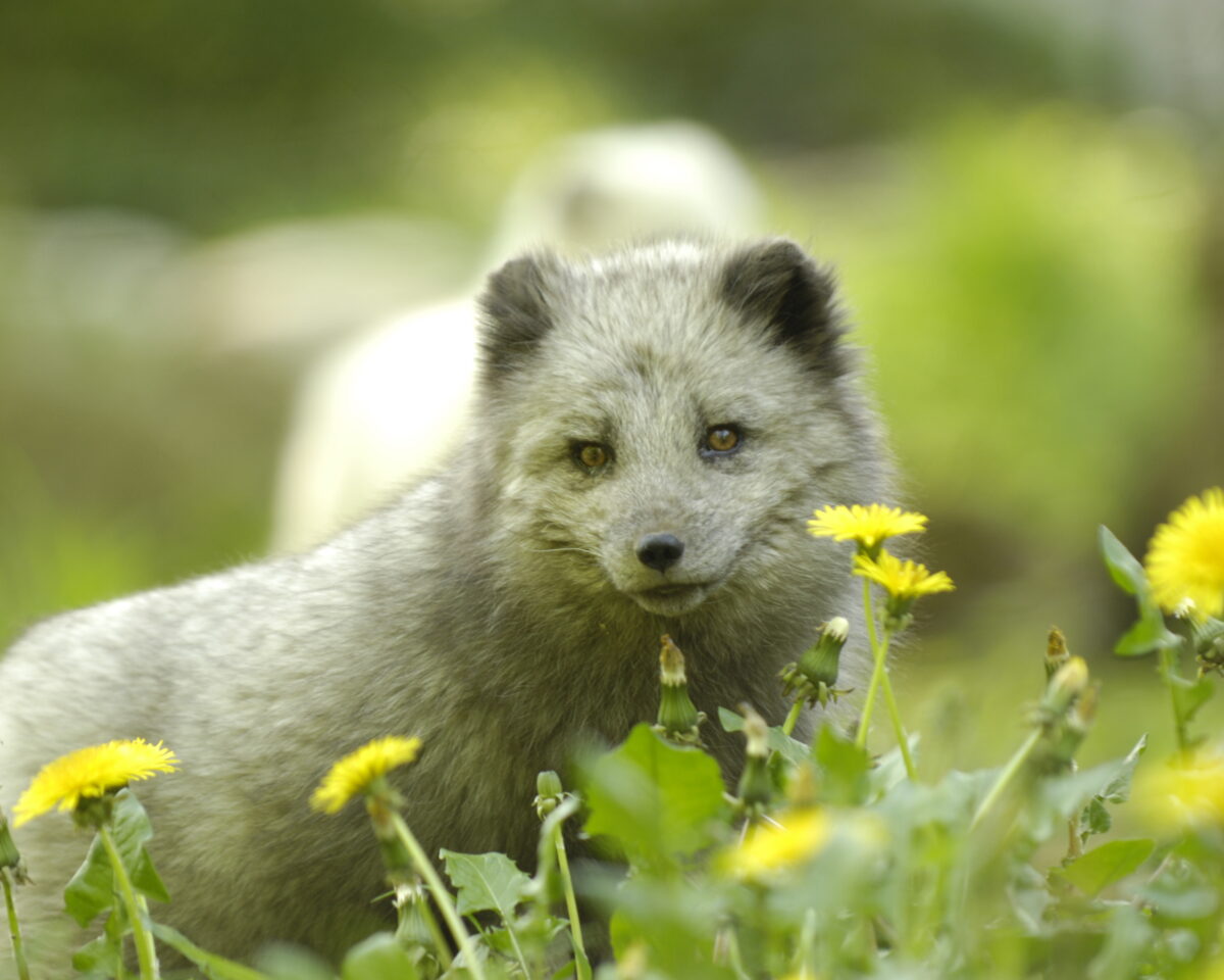 Tischlein deck dich BS55322