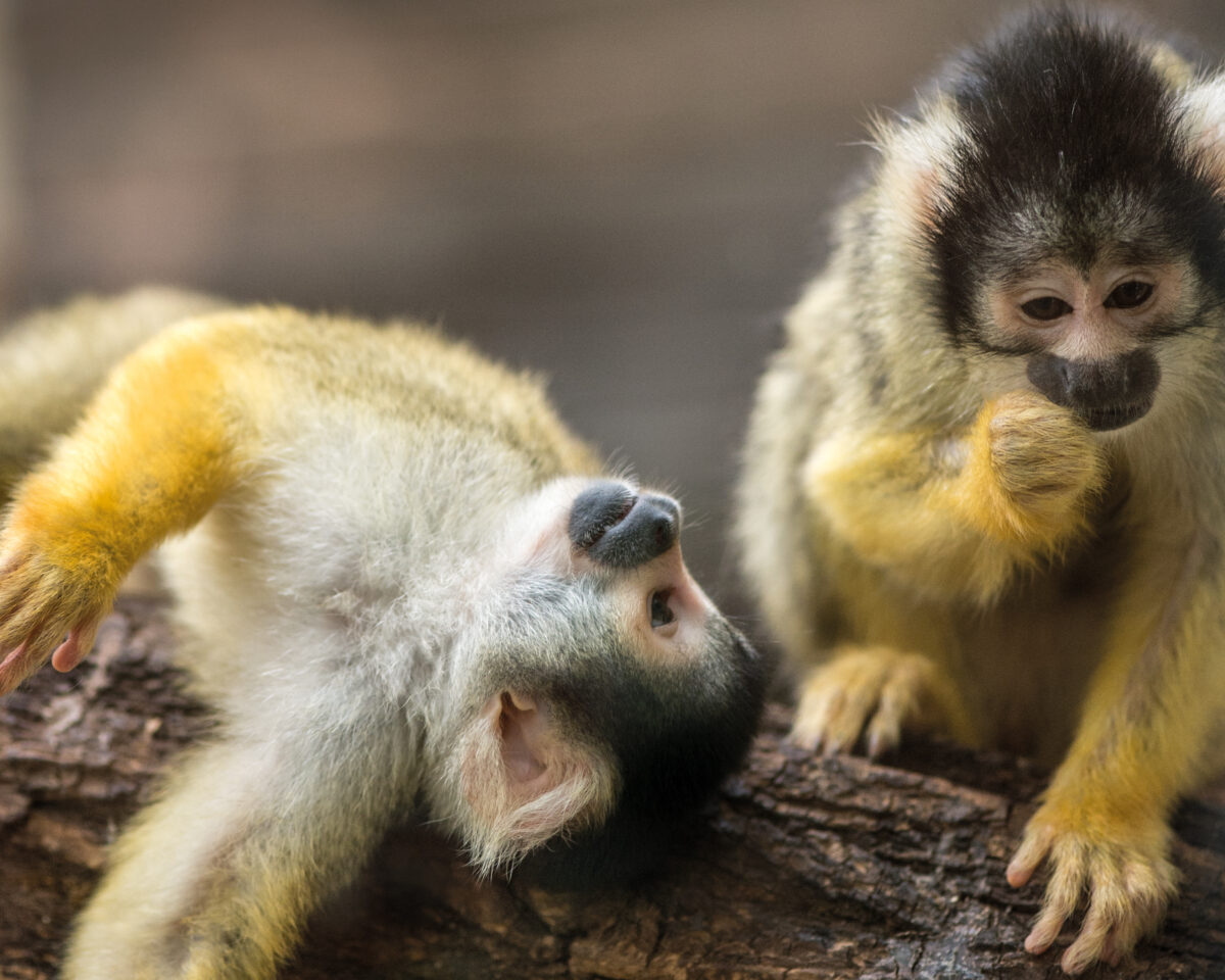 Übernachten im Dschungel K Saimirs spielen