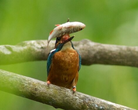 220507 Vogel Safari Eisvogel c bergerbio ch