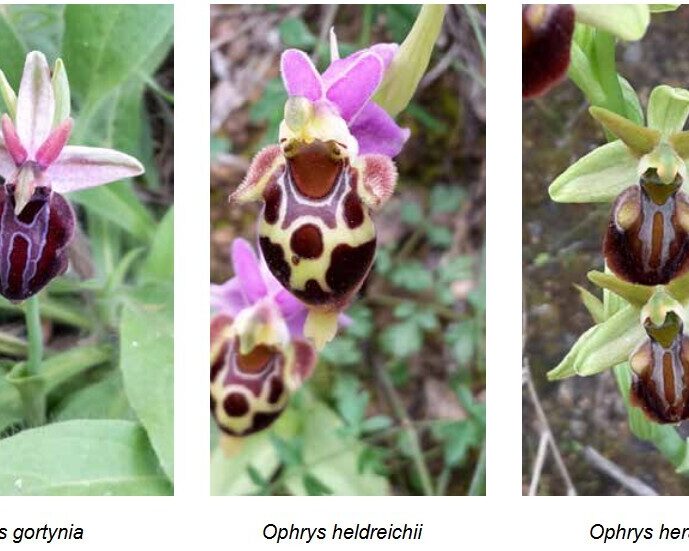 Ophrys