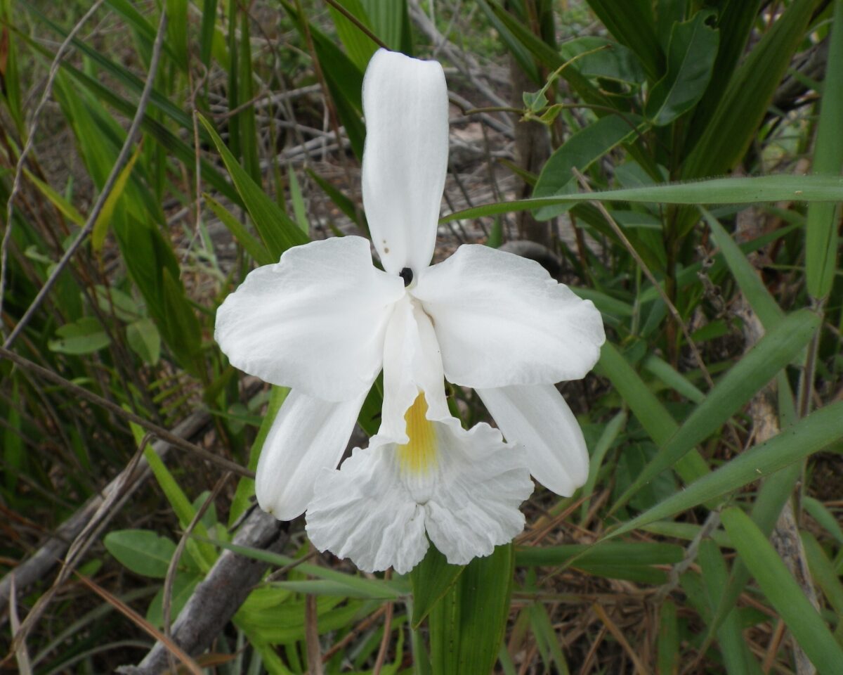 Sobralia sessilis Judit Oktober 2026 Dick3237