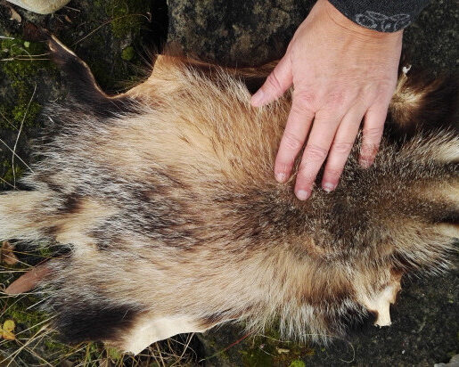 190824 Fuchs und Hase detail big