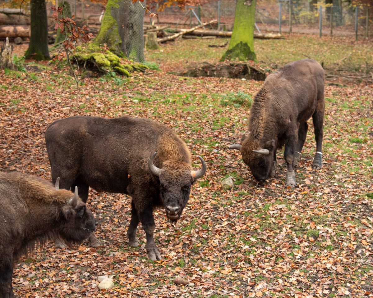 Wenn Tiere auf Reisen gehen Foto Slezak 9451