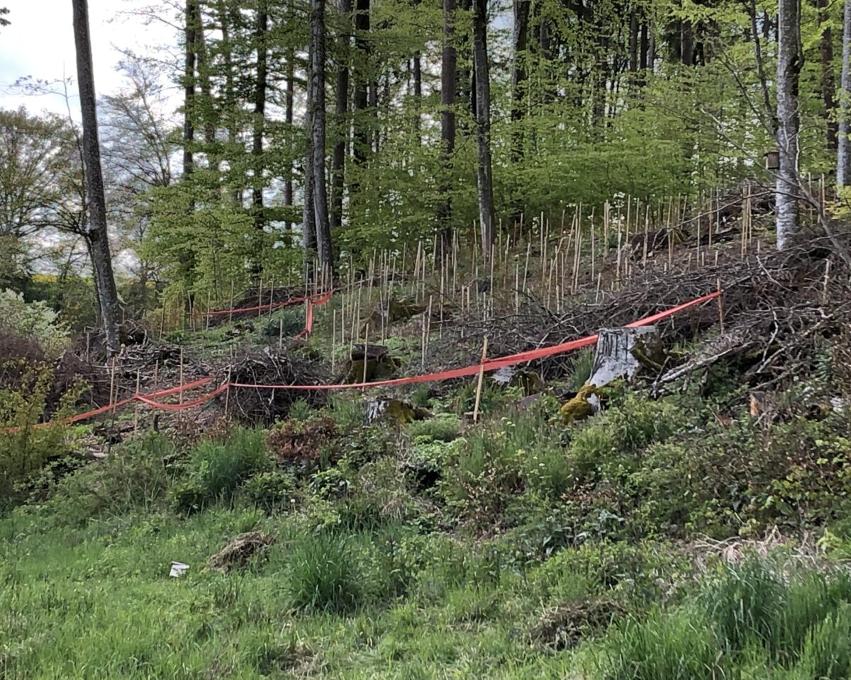 Anpflanzung Waldrand