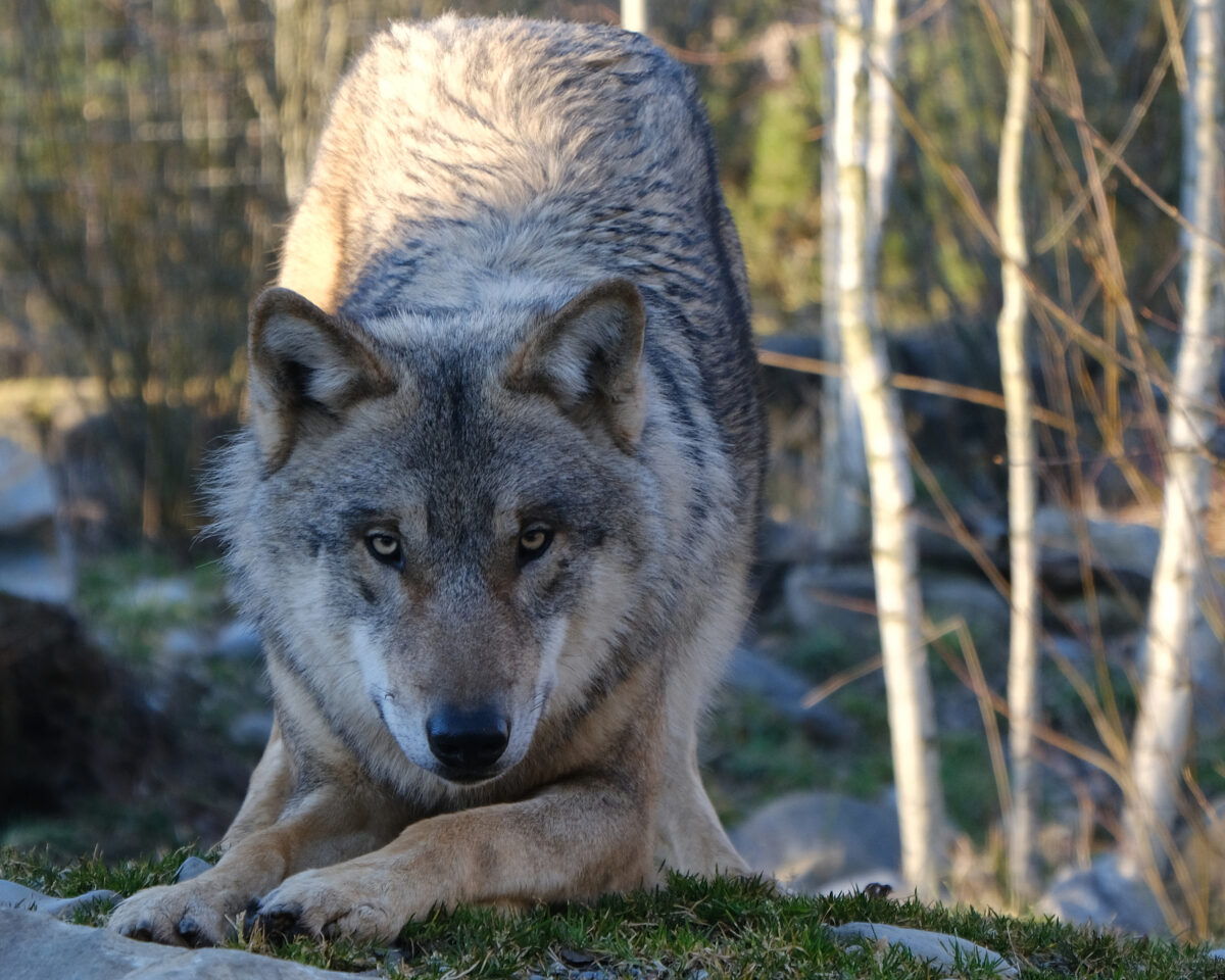 Wieviel Wolf Hund BST38176