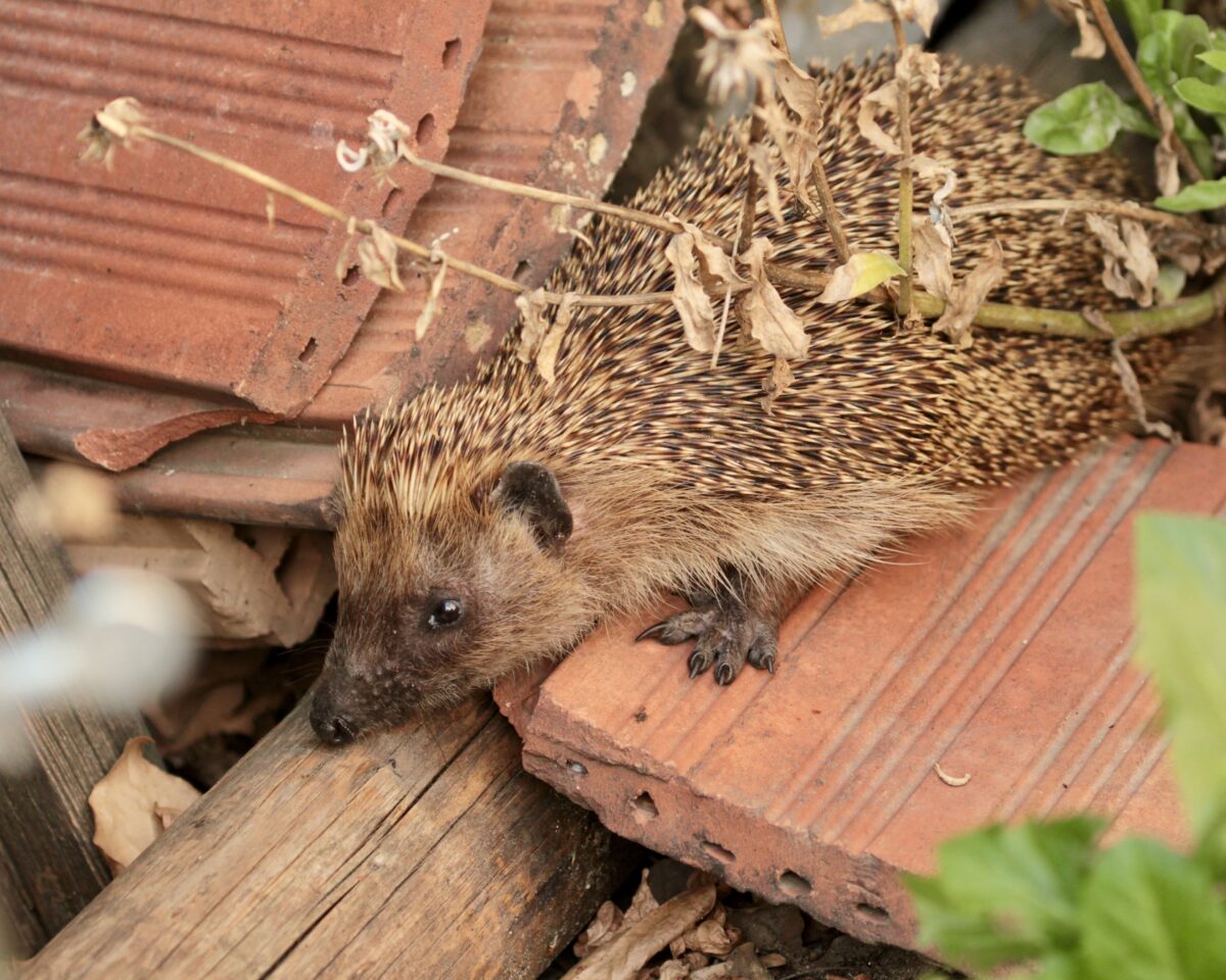 Quelle Pro Igel Foto M Gautschi
