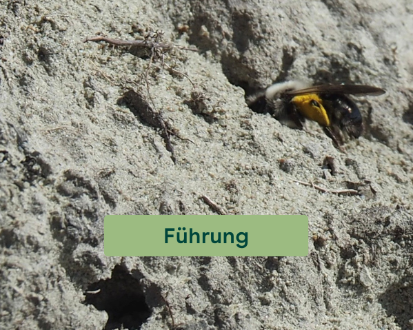 Führung Wilde Biene