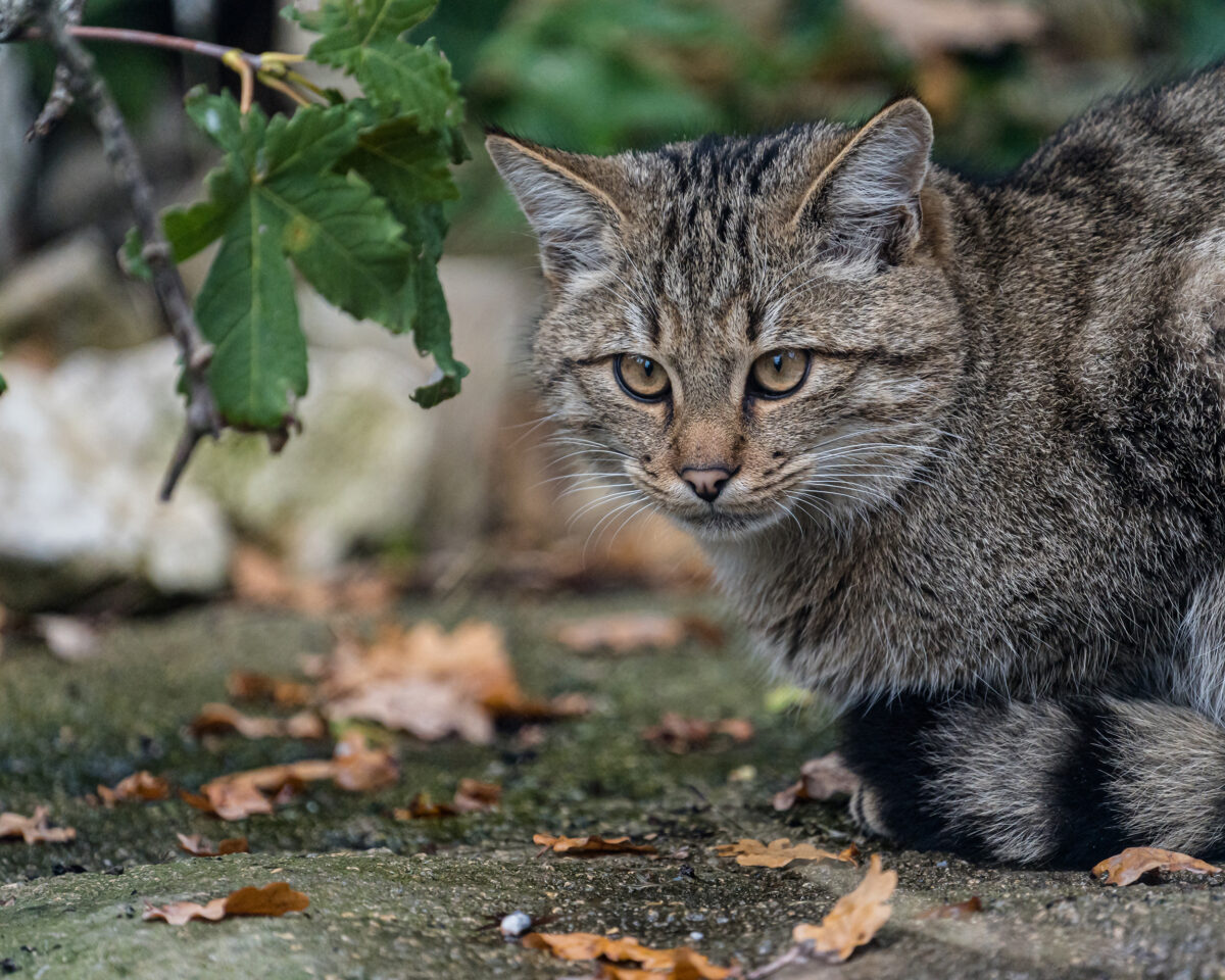 Wildkatze Luchs Leopard T4 A0434