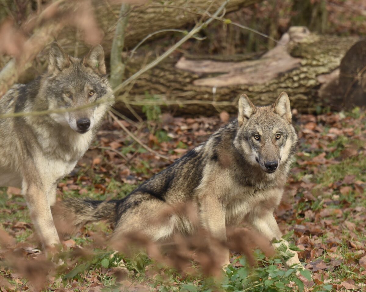 Wolfsabenteuer Wolf bei Bären1