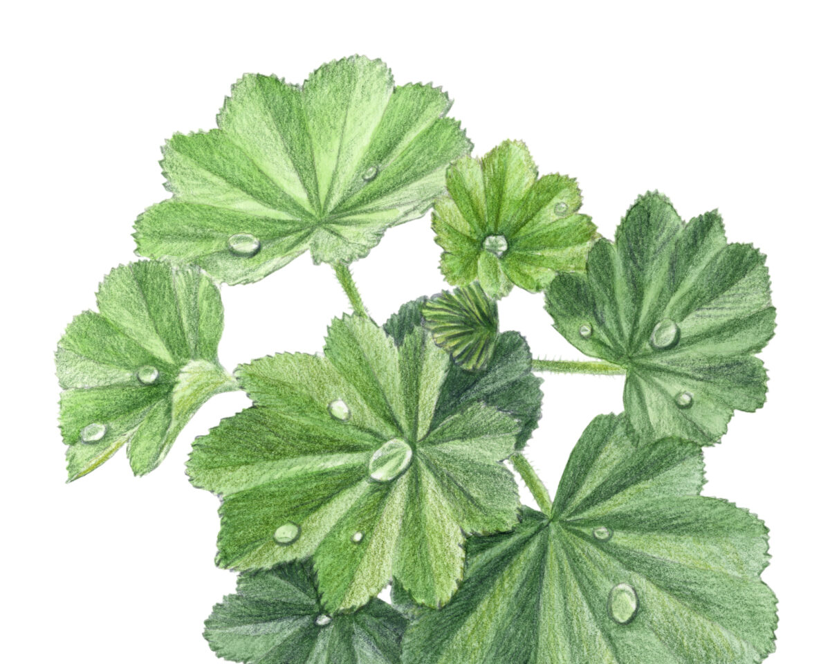 Alchemilla mollis 2024 1